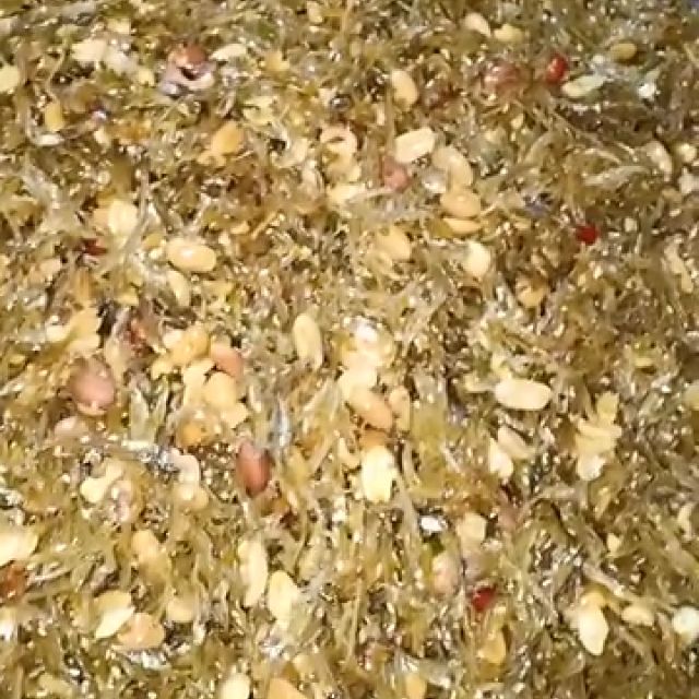Cá cơm lạc vừng