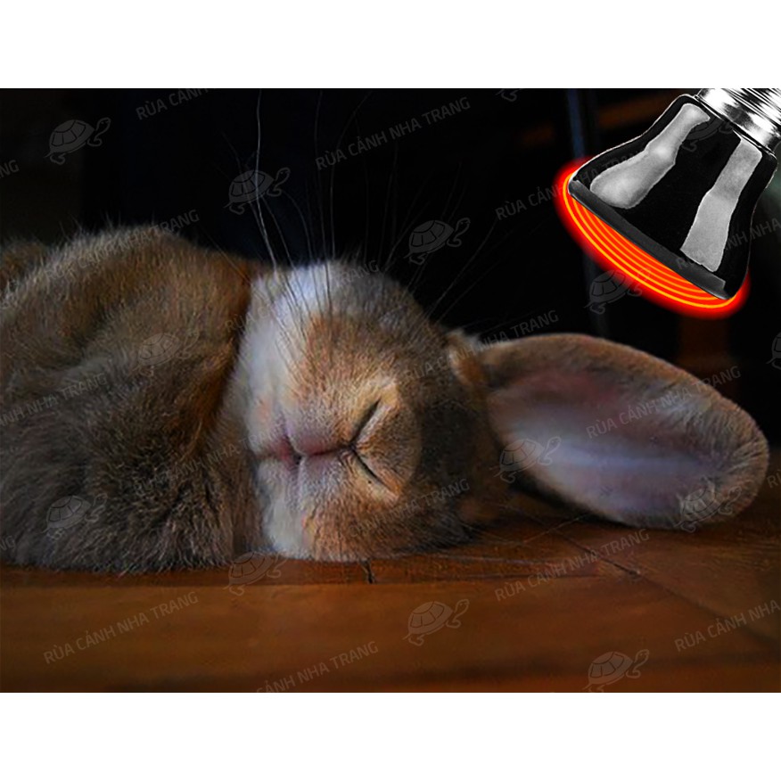 Đèn sưởi ban đêm cho thú cưng, chó, mèo, thỏ, chim v.v...