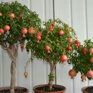 Hạt Giống Lựu Lùn (Dwarf Pomegranate Seeds)
