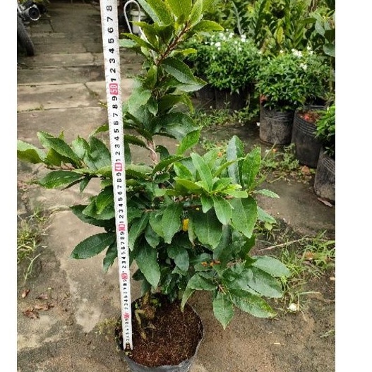 Cây mai vàng chơi tết như hình ( giảo thủ đức)