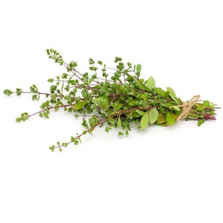 Hạt giống kinh giới rau gia vị 100h