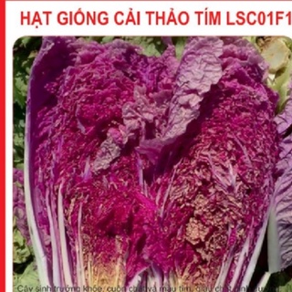 Hạt giống bắp cải thảo tím- gói 20 hạt