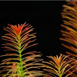 Rong Chỉ đỏ - Rotala wallichii