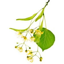 Nước tinh chất Cây đoạn AROMA ZONE - TILLEUL BIO | BigBuy360 - bigbuy360.vn