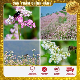 Hạt giống Hoa Tam Giác Mạch và hướng dẫn gieo trồng
