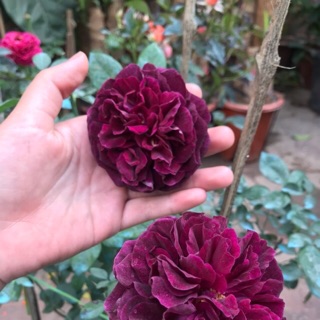 (Cây thật ) Hoa Hồng ngoại Frince