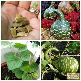 Hạt giống bầu thiên nga - dễ trồng quanh năm 🌱🌱