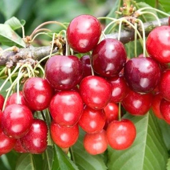 cherry đỏ(anh đào) mỹ, dòng chịu nhiệt 15k 1 gói hạt giống/10 hạt