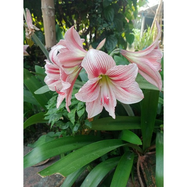 Củ huệ hoàng thanh