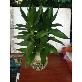 (SIÊU KHUYẾN MÃI) Cây Phát Tài Thuỷ Sinh + Tặng Chậu