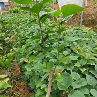 CHUẨN Cây hoa giấy nhiều màu
