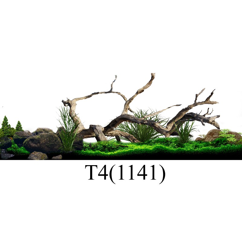 Tranh 3d dán bể cá trang trí bể cá nhiều kích thướt chọn lựa