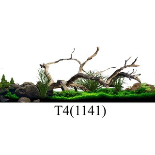 Tranh 3d dán bể cá trang trí bể cá nhiều kích thướt chọn lựa