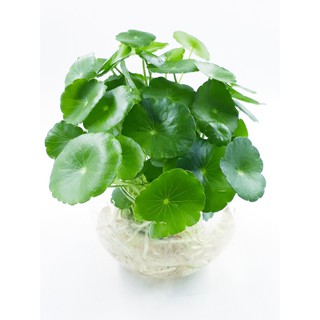 Cây cỏ đồng tiền (rau má cảnh)
