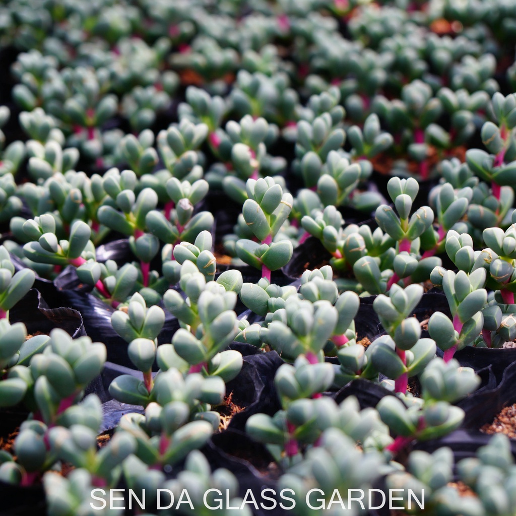 Sen đá lá tim bầu nhỏ 7cm GLASS GARDEN, sen đá đà lạt, Khỏe, dễ trồng.