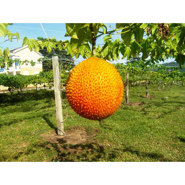HẠT GIỐNG QUẢ GẤC TỐT CHO SỨC KHỎE- 1 gói