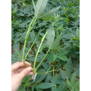 rau lang siêu ngọn