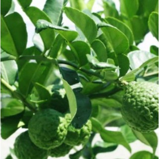 Cây giống Cây Chúc (chanh thái) -UtNho