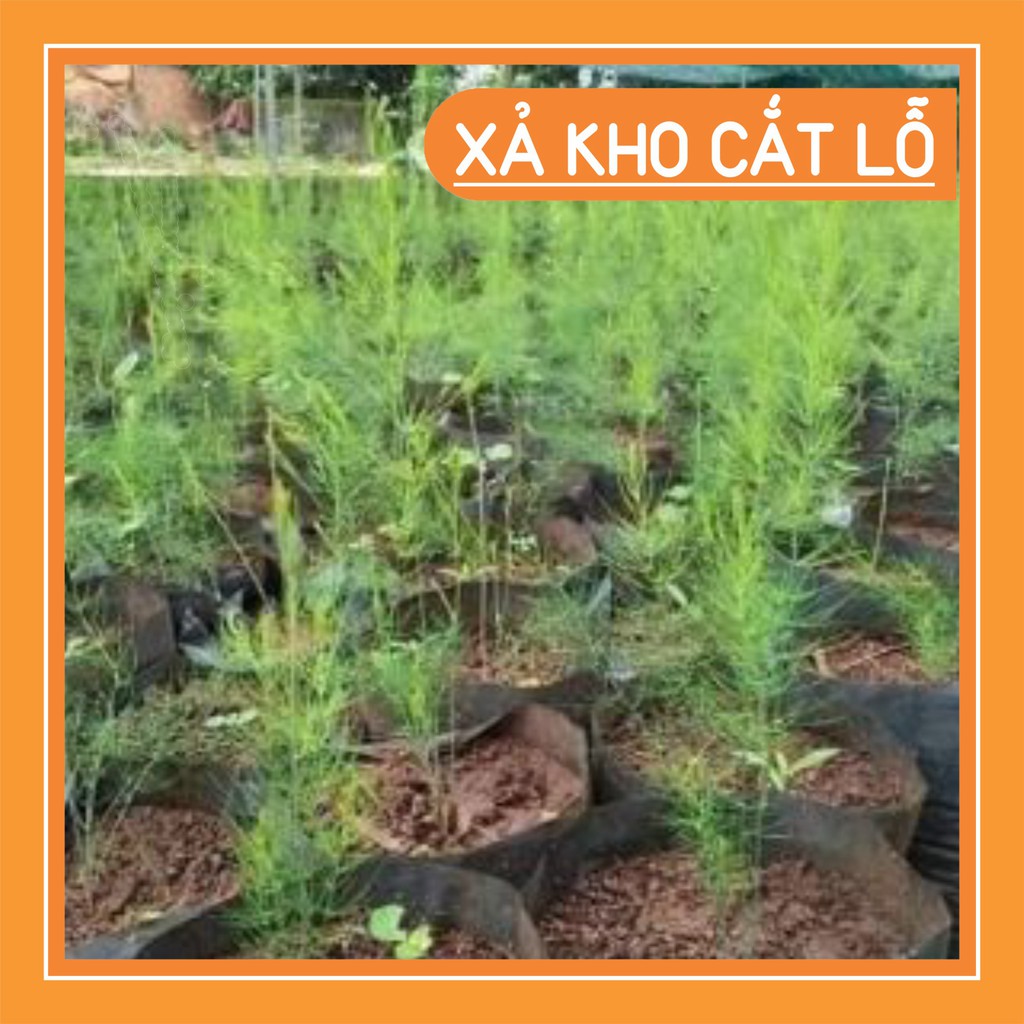 combo 20 cây giống măng tây năng suất cao