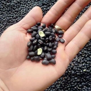 Đỗ đen lòng xanh nấu nước, rang Đi nghiền bột, nấu chè ai thích loại nào cứ alô e nhé