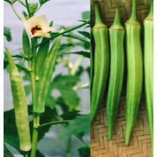 Combo 2 gói hạt giống đậu bắp ( 1 xanh và 1 đỏ )