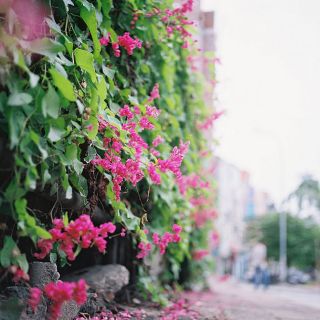 hạt giống hoa tigon