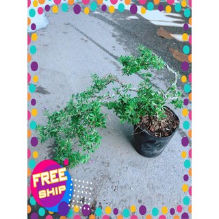 Linh Sam Bonsai