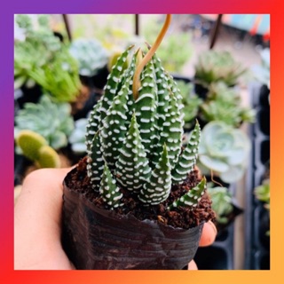 MÓNG RỒNG 📮FREESHIP 🖼THUẦN KHÍ HẬU, SIÊU CUTE 🌵 LỖI 1 ĐỔI 1