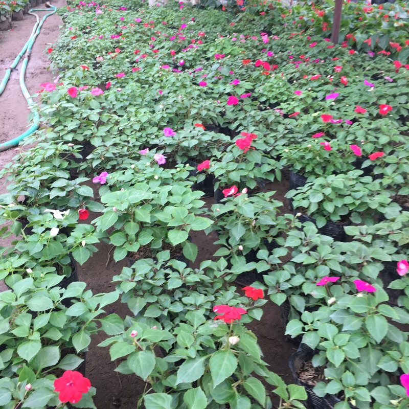 Cây ngọc thảo đơn trồng bịch đen cao 10-15cm đã có hoa và nụ như hình