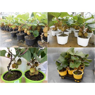 Hạt giống quả KIWI - 30 hạt
