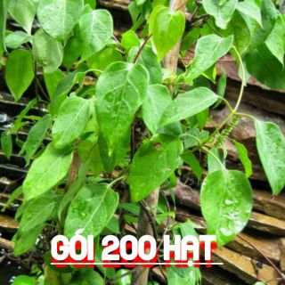 200h Hạt giống lá giang lá to thuần chủng dể trồng