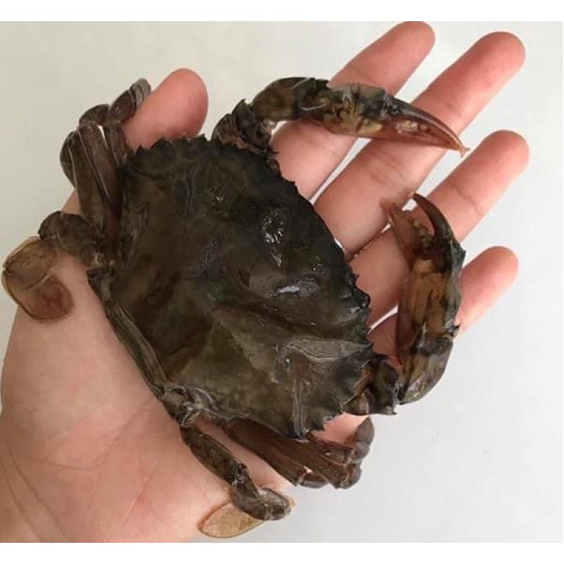 Cua Lột (Cua 2 Da, Cua Sữa) 1Kg | Chất Lượng Nhất - Giá Sỉ Rẻ Nhất