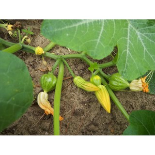 Hạt Giống Bí Đỏ Trái Dài Nga (50 Hạt) - Năng Suất, Dinh Dưỡng Cao - MUA 3 TẶNG 1 CÙNG LOẠI