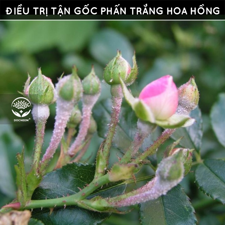 Dầu neem oil DOCNEEM hữu cơ phòng trị sâu bệnh hoa hồng, phong lan, cây cảnh, nguyên chất ép lạnh, hàng chính hãng 50ml