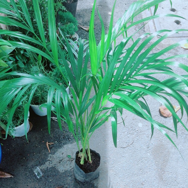 Cây Cau Kiểng