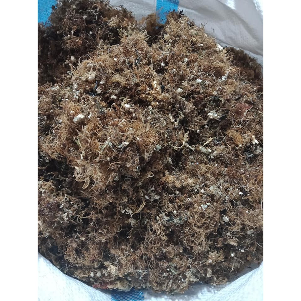 Rong biển nấu xu xoa lý sơn 100g