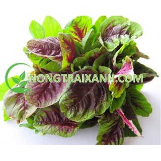 20gr - hạt giống rau dền tiều