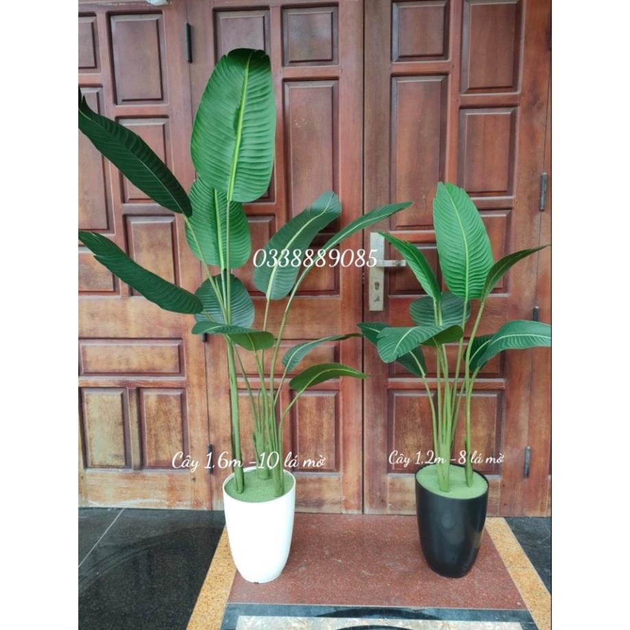 Cây chuối giả- cây chuối 1,6m lá nhám (mờ) hàng xịn - ảnh, video thật