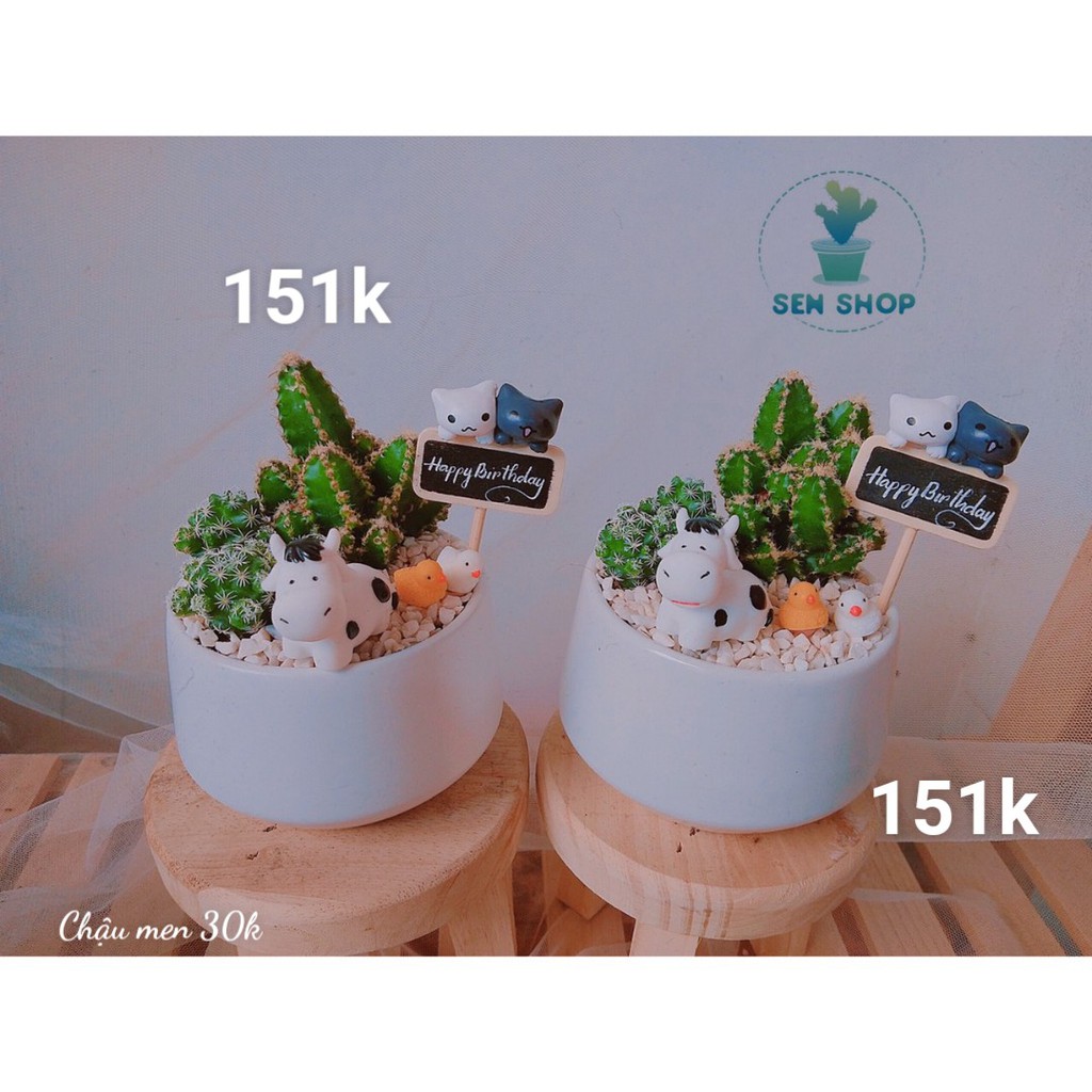 Chậu hoa sen đá mix tầm 100-199k .