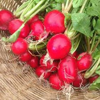 Hạt Giống Củ Cải Đỏ Mini