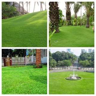 Hạt giống cỏ nhung nhật 1 lạng