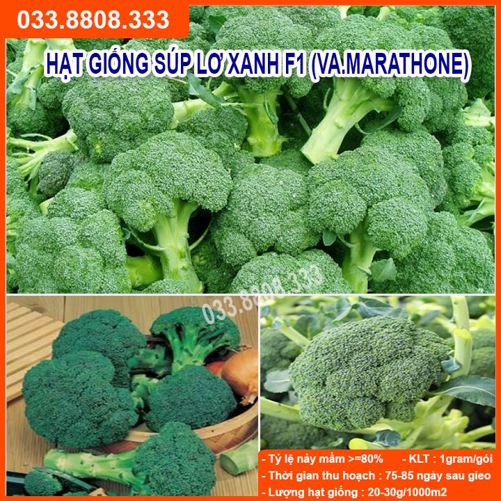 Hạt Giống Súp Lơ Xanh Marathone F1 gói  1gram