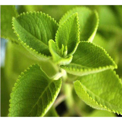 [TẶNG KTYT HĐ 299K] KẸO HÚNG CHANH 100 viên- giúp làm dịu cổ họng, giảm ho khan | BigBuy360 - bigbuy360.vn