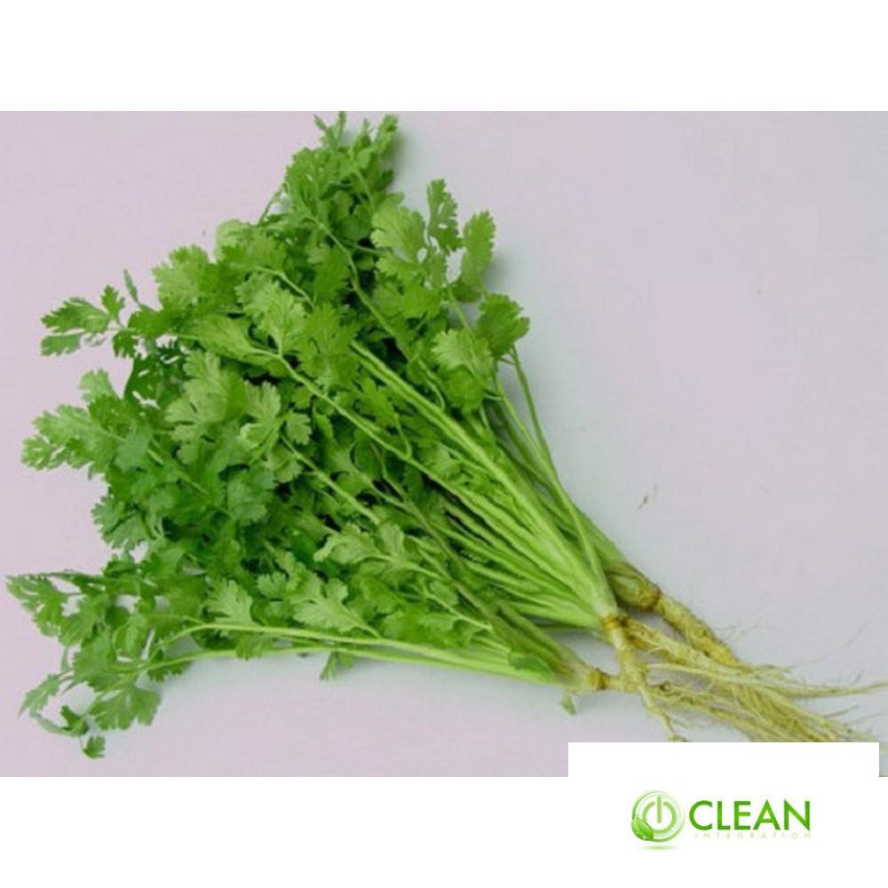 Hạt giống ngò rí  20g
