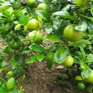 Cây giống chanh đào