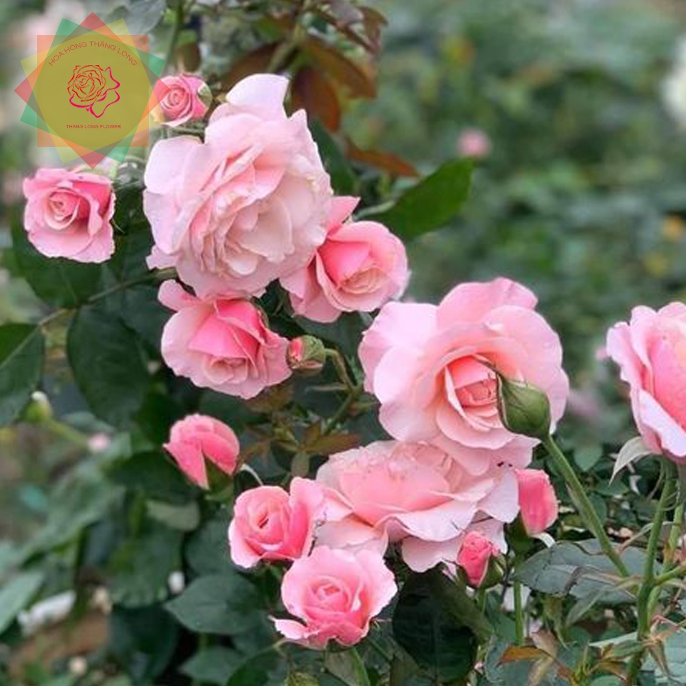 Cây hoa hồng ngoại Our Lady of Guadalupe rose  đẹp nuột nà - Hoa hồng Thăng Long Flower