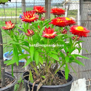 1 GRAM  - HẠT GIỐNG HOA BẤT TỬ MIX