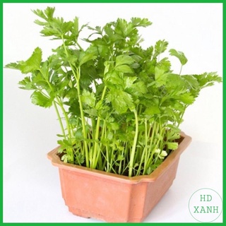 Hạt Giống Rau Cần Cọng Xanh