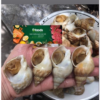 Ốc Bulot Pháp size 20 - 30 con/ 1 kg