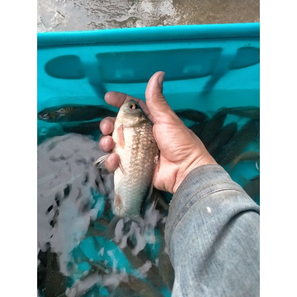 Mồi câu cá Diếc siêu nhạy ngũ cốc | combo 6 gói